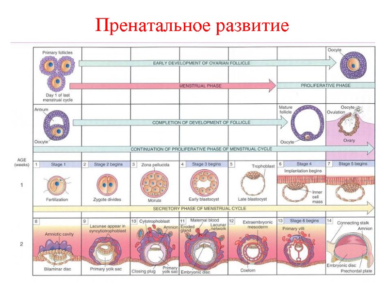 Пренатальное развитие Пренатальное развитие